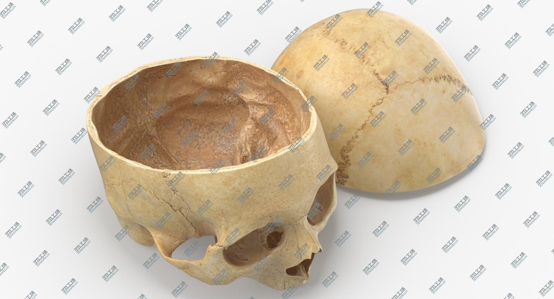 images/goods_img/202104091/Real Human Skull Cranial 02 Cut With Piece Pose 04 3D model/1.jpg